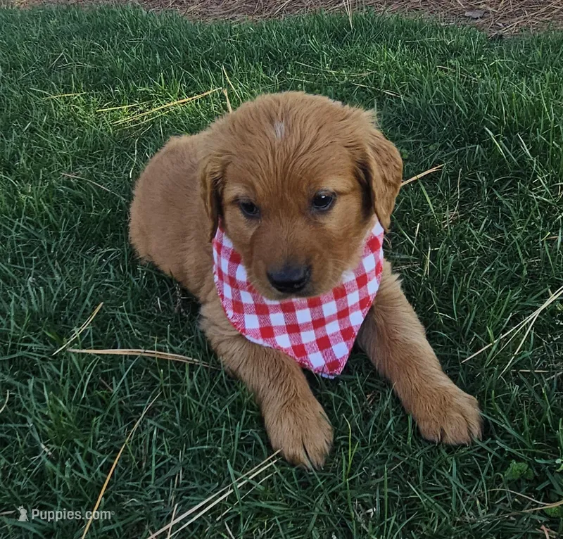 Josee – Golden Retriever puppy on hold in Washington, IN