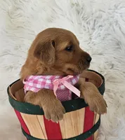 Josee, a female Golden Retriever for sale in Washington, IN – Photo 4 of 8