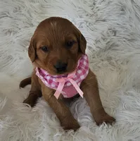 Josee, a female Golden Retriever for sale in Washington, IN – Photo 5 of 8