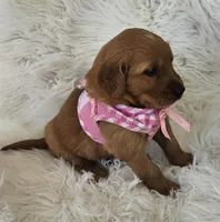 Josee, a female Golden Retriever for sale in Washington, IN – Photo 6 of 8