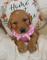 Josee, a female Golden Retriever for sale in Washington, IN – Photo 1 of 8