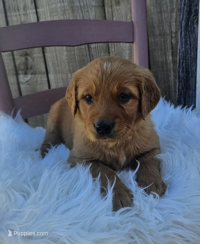 Josee – Golden Retriever puppy for sale in Washington, IN