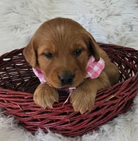 Josee, a female Golden Retriever for sale in Washington, IN – Photo 2 of 8