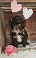 Tuck, a male Poodle - Toy  for sale in Washington, IN – Photo 6 of 7