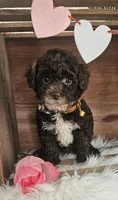 Tuck, a male Poodle - Toy  for sale in Washington, IN – Photo 1 of 7