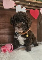 Tuck, a male Poodle - Toy  for sale in Washington, IN – Photo 7 of 7