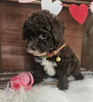 Tuck, a male Poodle - Toy  for sale in Washington, IN – Photo 3 of 7