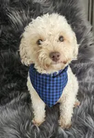 Tuck, a male Poodle - Toy  for sale in Washington, IN – Photo 5 of 7