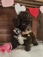 Tuck, a male Poodle - Toy  for sale in Washington, IN – Photo 2 of 7