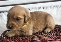 Holden, a male Golden Retriever for sale in Washington, IN – Photo 4 of 9