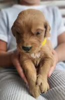 Holden, a male Golden Retriever for sale in Washington, IN – Photo 3 of 9