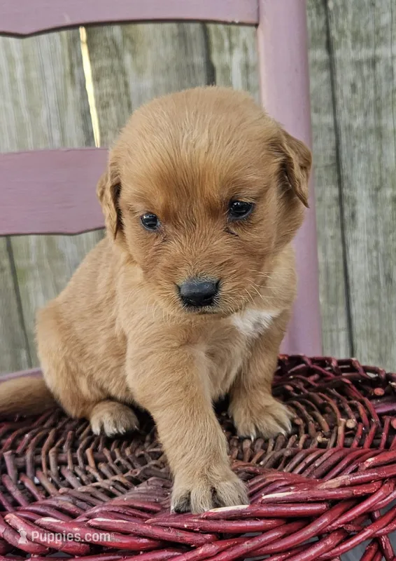 Holden – Golden Retriever puppy for sale in Washington, IN
