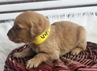 Holden, a male Golden Retriever for sale in Washington, IN – Photo 1 of 9