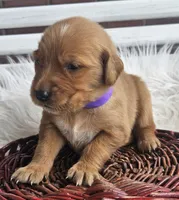 Vanessa, a female Golden Retriever for sale in Washington, IN – Photo 6 of 8