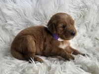 Vanessa, a female Golden Retriever for sale in Washington, IN – Photo 5 of 8