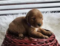 Vanessa, a female Golden Retriever for sale in Washington, IN – Photo 4 of 8