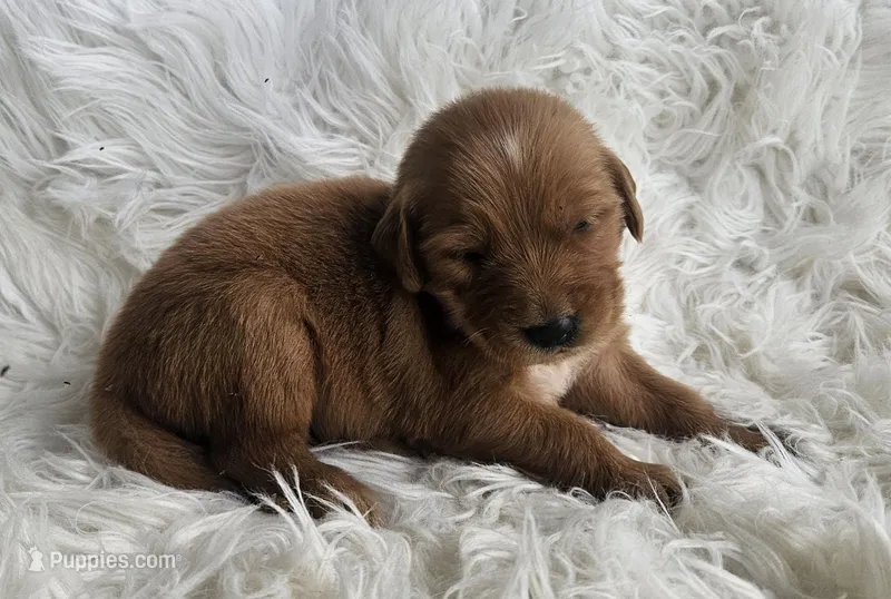 Vanessa – Golden Retriever puppy on hold in Washington, IN