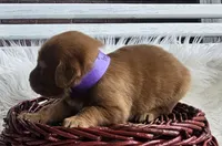 Vanessa, a female Golden Retriever for sale in Washington, IN – Photo 3 of 8