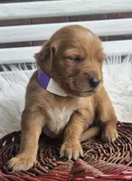 Vanessa, a female Golden Retriever for sale in Washington, IN – Photo 7 of 8