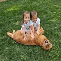 Vanessa, a female Golden Retriever for sale in Washington, IN – Photo 8 of 8