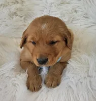 Judah, a male Golden Retriever for sale in Washington, IN – Photo 5 of 9