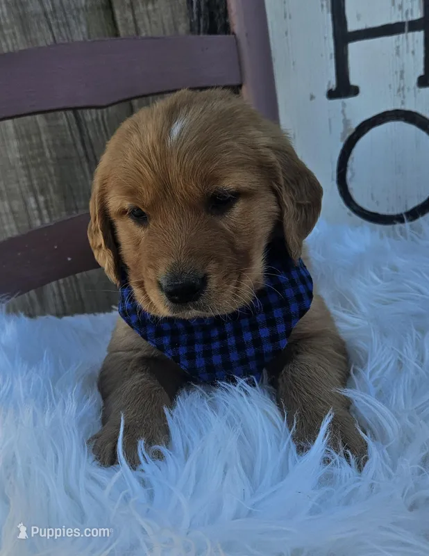 Judah – Golden Retriever puppy for sale in Washington, IN