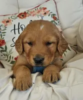 Judah, a male Golden Retriever for sale in Washington, IN – Photo 2 of 9