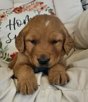 Judah, a male Golden Retriever for sale in Washington, IN – Photo 1 of 9
