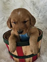 Judah, a male Golden Retriever for sale in Washington, IN – Photo 3 of 9