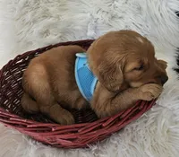 Judah, a male Golden Retriever for sale in Washington, IN – Photo 7 of 9