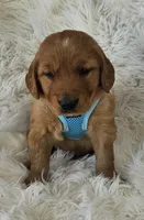 Judah, a male Golden Retriever for sale in Washington, IN – Photo 6 of 9