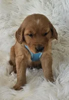 Judah, a male Golden Retriever for sale in Washington, IN – Photo 4 of 9