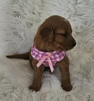 Lucy, a female Golden Retriever for sale in Washington, IN – Photo 7 of 9