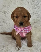 Lucy, a female Golden Retriever for sale in Washington, IN – Photo 6 of 9