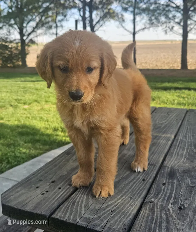 Lucy – Golden Retriever puppy for sale in Washington, IN