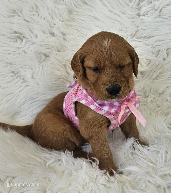 Lucy – Golden Retriever puppy for sale in Washington, IN