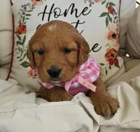 Lucy, a female Golden Retriever for sale in Washington, IN – Photo 4 of 9