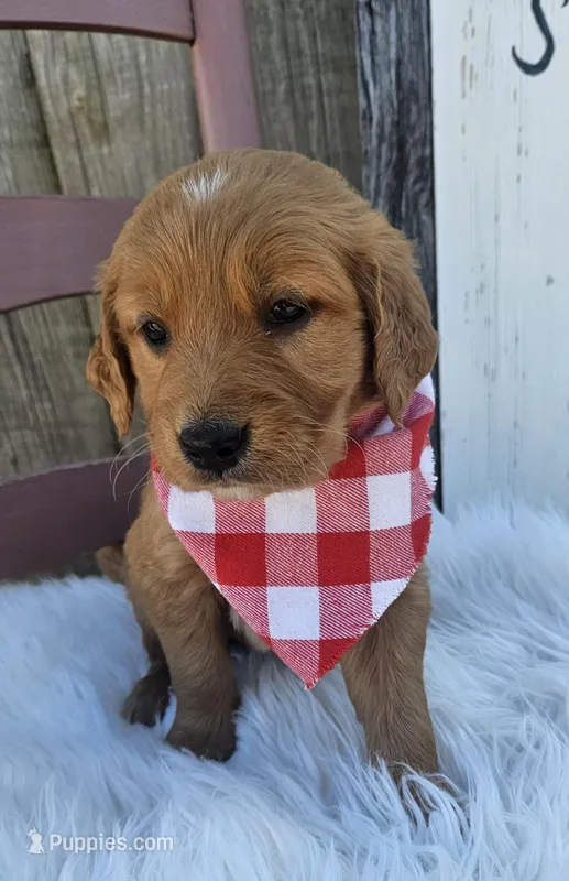 Lucy – Golden Retriever puppy for sale in Washington, IN
