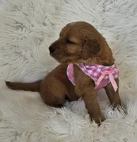 Lucy, a female Golden Retriever for sale in Washington, IN – Photo 2 of 9