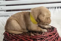 Briella, a female Golden Retriever for sale in Washington, IN – Photo 7 of 10