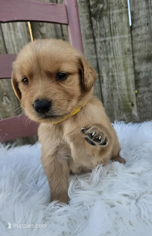 Briella – Golden Retriever puppy for sale in Washington, IN