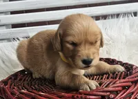 Briella, a female Golden Retriever for sale in Washington, IN – Photo 6 of 10
