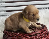 Briella, a female Golden Retriever for sale in Washington, IN – Photo 1 of 10