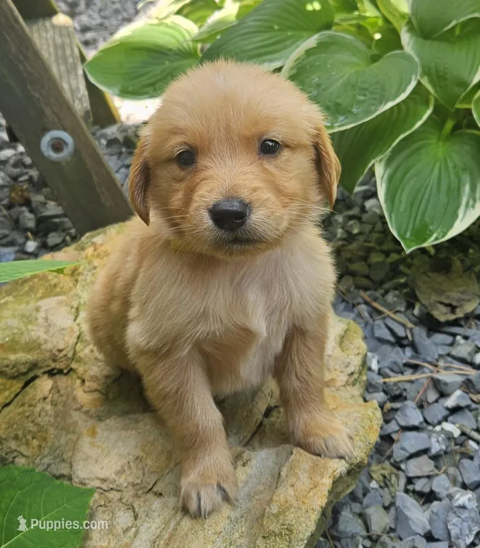 Briella – Golden Retriever puppy on hold in Washington, IN