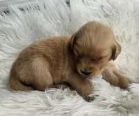 Briella, a female Golden Retriever for sale in Washington, IN – Photo 8 of 10