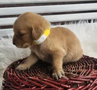 Briella, a female Golden Retriever for sale in Washington, IN – Photo 5 of 10