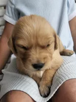 Briella, a female Golden Retriever for sale in Washington, IN – Photo 3 of 10