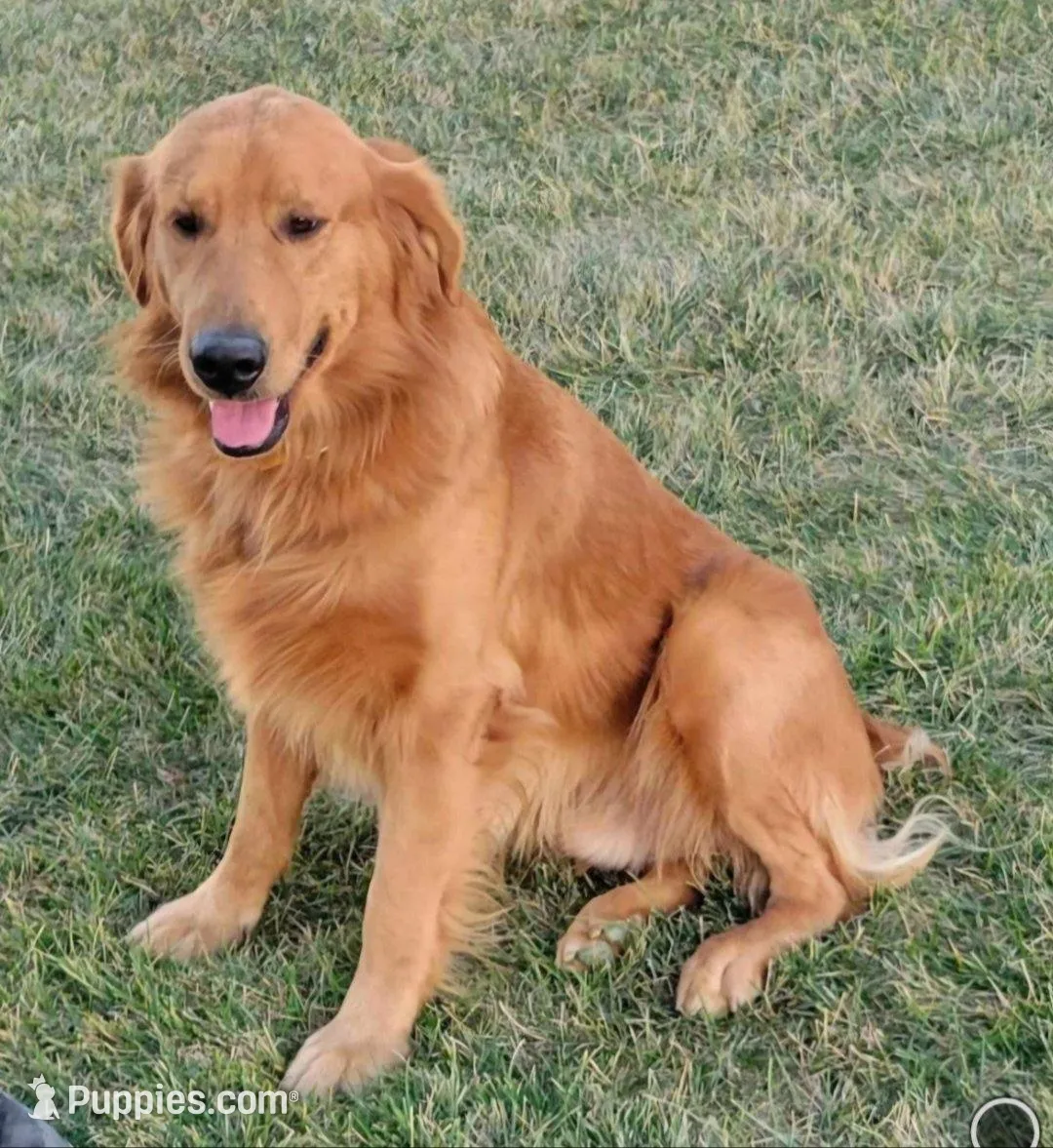 Judah, a male Golden Retriever for sale in Washington, IN – Photo 8 of 9