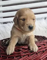Ian, a male Golden Retriever for sale in Washington, IN – Photo 3 of 9