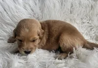 Ian, a male Golden Retriever for sale in Washington, IN – Photo 6 of 9